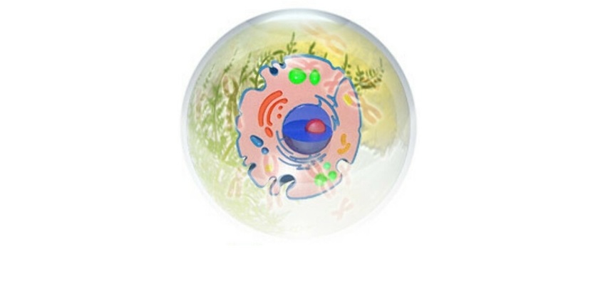 Биология. Познаём, учимся bio01